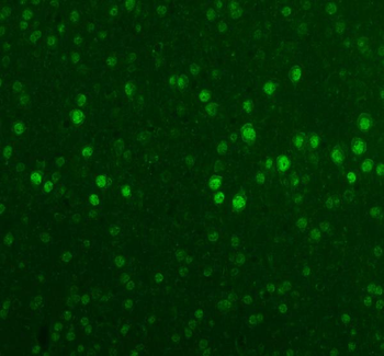 Fox2/RBM9/RBFOX2 Antibody