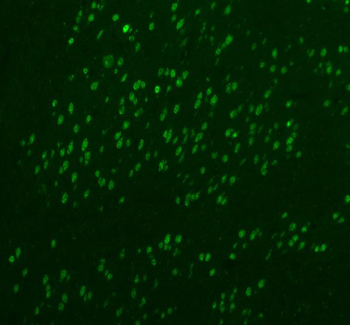 Anti-Fox2/RBM9/RBFOX2 Antibody