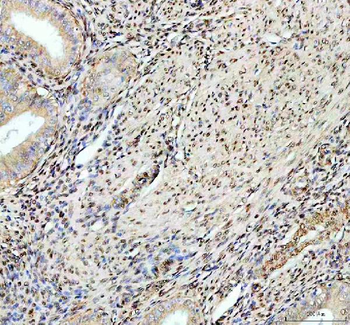Anti-Fox2/RBM9/RBFOX2 Antibody