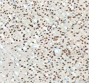 Anti-Fox2/RBM9/RBFOX2 Antibody