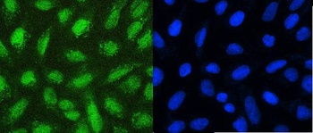 Fox2/RBM9/RBFOX2 Antibody