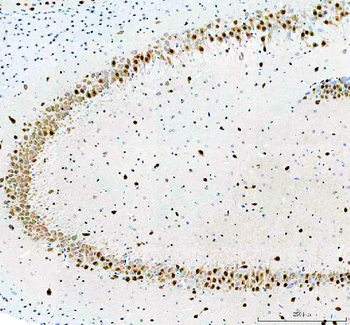 Anti-Fox2/RBM9/RBFOX2 Antibody