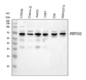 Anti-Fox2/RBM9/RBFOX2 Antibody