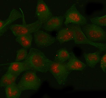 SIRT1 Antibody