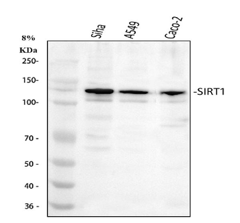 Anti-SIRT1 Antibody
