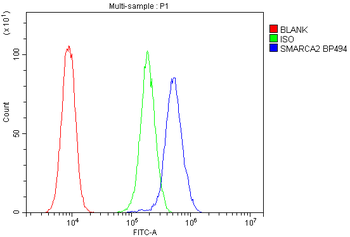 Anti-SMARCA2/BRM Antibody