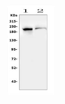 Anti-SMARCA2/BRM Antibody