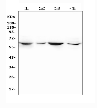 Anti-SMOX Antibody