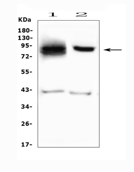 SMURF2 Antibody
