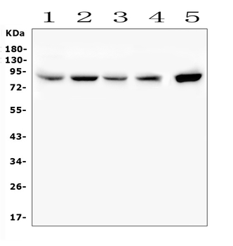 SMURF2 Antibody
