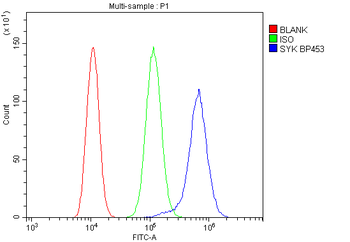 Anti-SYK Antibody