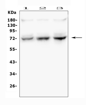 Anti-SYK Antibody
