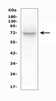 Anti-SYK Antibody