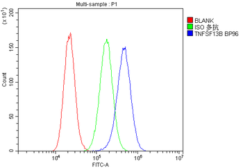 Anti-BAFF/TNFSF13B Antibody