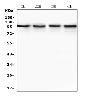 TRPV3 Antibody