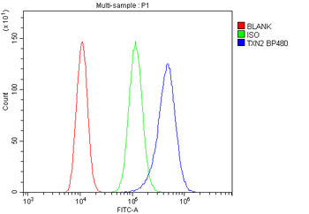 Anti-Thioredoxin 2/TXN2 Antibody