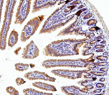 Anti-Thioredoxin 2/TXN2 Antibody