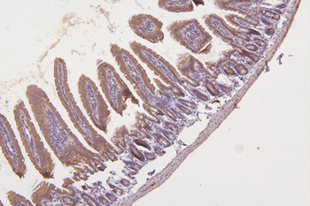 Anti-Thioredoxin 2/TXN2 Antibody