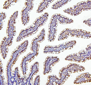 Anti-Thioredoxin 2/TXN2 Antibody