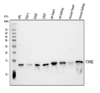 Anti-Thioredoxin 2/TXN2 Antibody