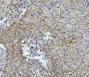 Anti-Thioredoxin 2/TXN2 Antibody