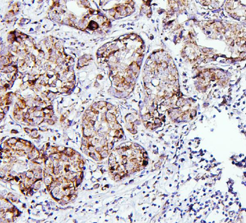 Anti-Thioredoxin 2/TXN2 Antibody