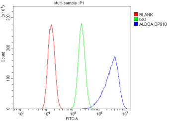 Anti-Aldolase/ALDOA Antibody