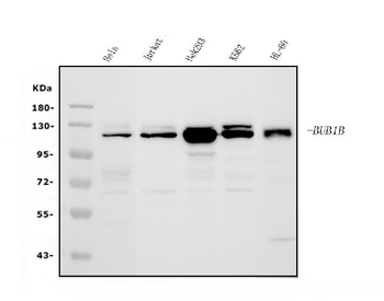 Anti-BubR1/BUB1B Antibody