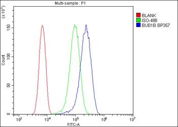 BubR1/BUB1B Antibody