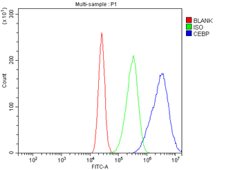 CEBP Alpha/CEBPA Antibody
