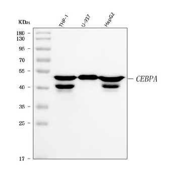 CEBP Alpha/CEBPA Antibody