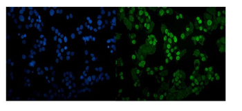 Anti-CEBP Alpha/CEBPA Antibody