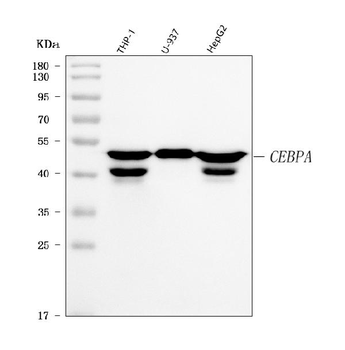 Anti-CEBP Alpha/CEBPA Antibody