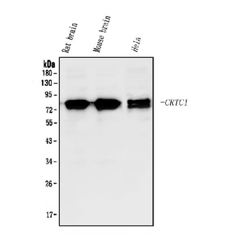 Anti-TORC1/CRTC1 Antibody