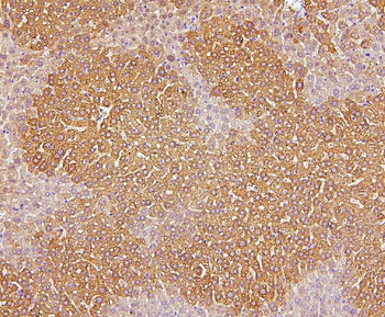 Anti-Cytochrome P450 2E1/CYP2E1 Antibody