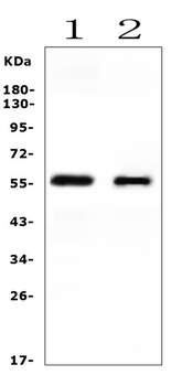 Anti-Cytochrome P450 2E1/CYP2E1 Antibody