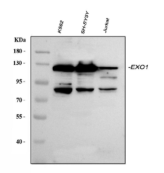 Anti-Exonuclease 1/EXO1 Antibody