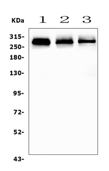 Anti-Filamin A/FLNA Antibody