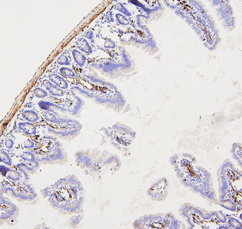 Anti-Filamin A/FLNA Antibody