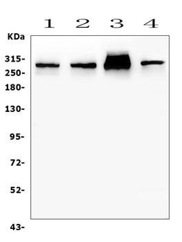 Anti-Filamin A/FLNA Antibody