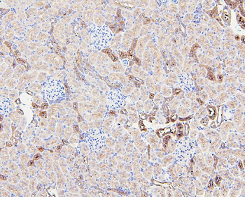 Anti-beta glucuronidase/Gusb Antibody