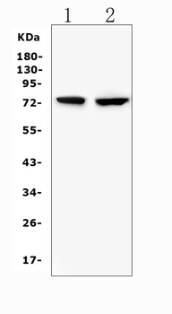 Anti-beta glucuronidase/Gusb Antibody
