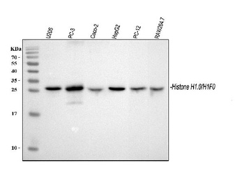 Histone H1.0/H1F0 Antibody