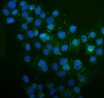 Anti-IQGAP1 Antibody