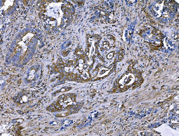 Anti-IQGAP1 Antibody