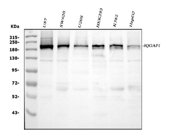 Anti-IQGAP1 Antibody