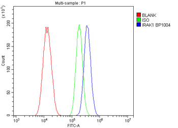 Anti-IRAK-1/IRAK1 Antibody