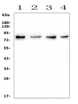 IRAK-1/IRAK1 Antibody
