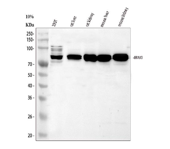 Anti-IRAK-1/IRAK1 Antibody