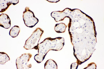 Anti-c-Kit/Kit Antibody